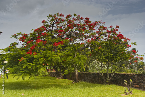 A Royal Poinciana in full bloom on Devil's Island