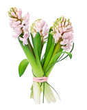 Pink hyacinth flower on a white background .