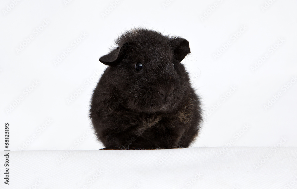 Fototapeta premium Guinea pig