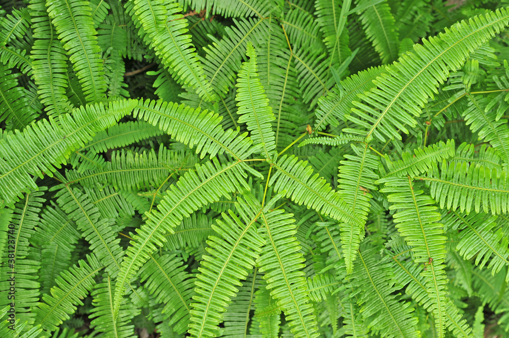 Fern Plants Closeup