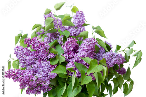 Obraz na plátně Large bouquet of lilacs