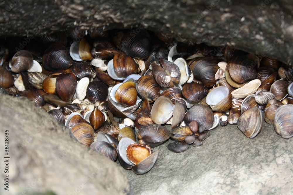 Körbchenmuscheln unterSteinen am Rheinufer