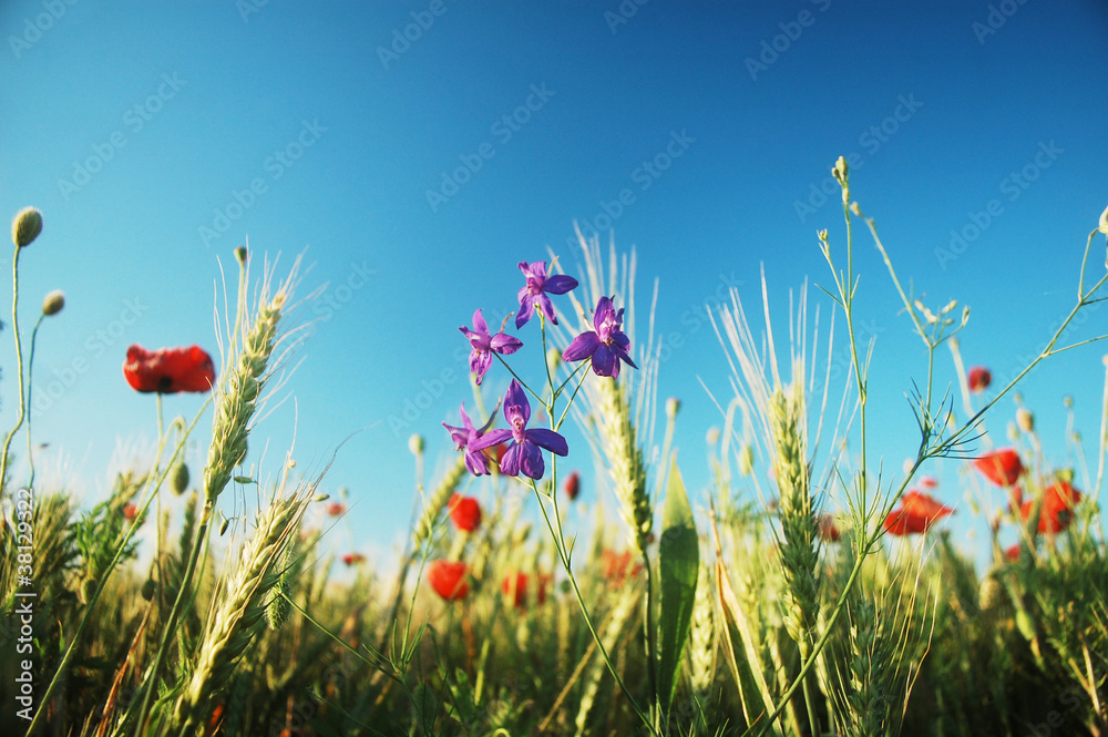 Naklejka premium summer wildflowers