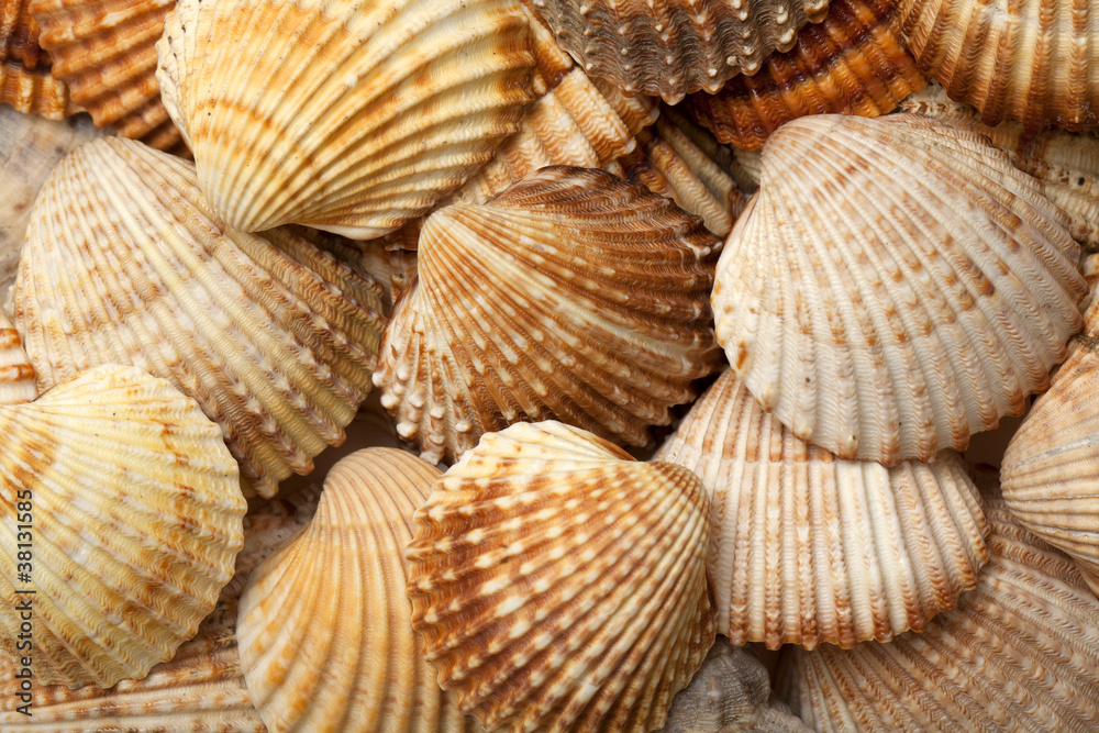 sea shells background sea shells background