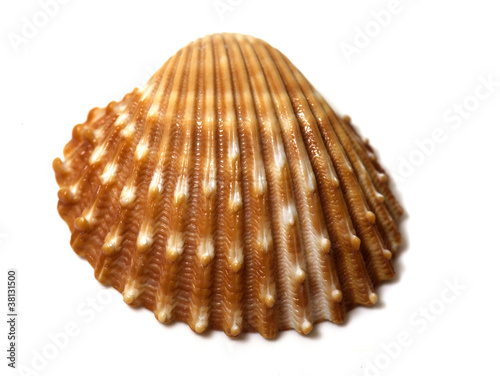 sea shell close up