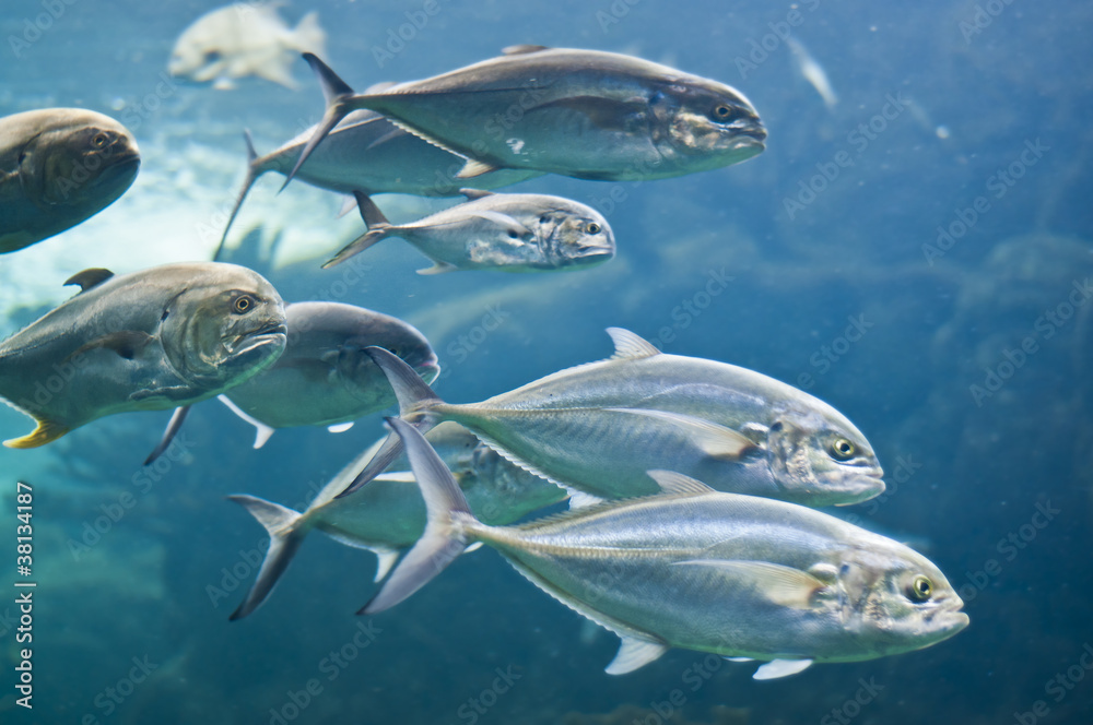 Tuna Fish Tuna Fish