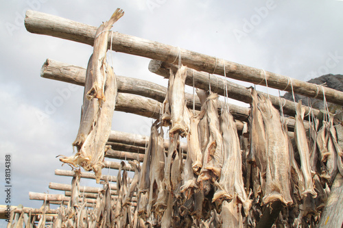 Stockfish of Å photo