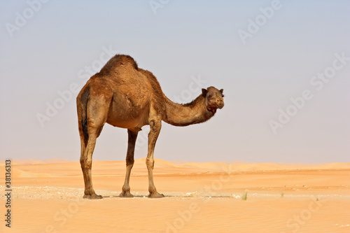 Empty Quarter Camel © David_Steele