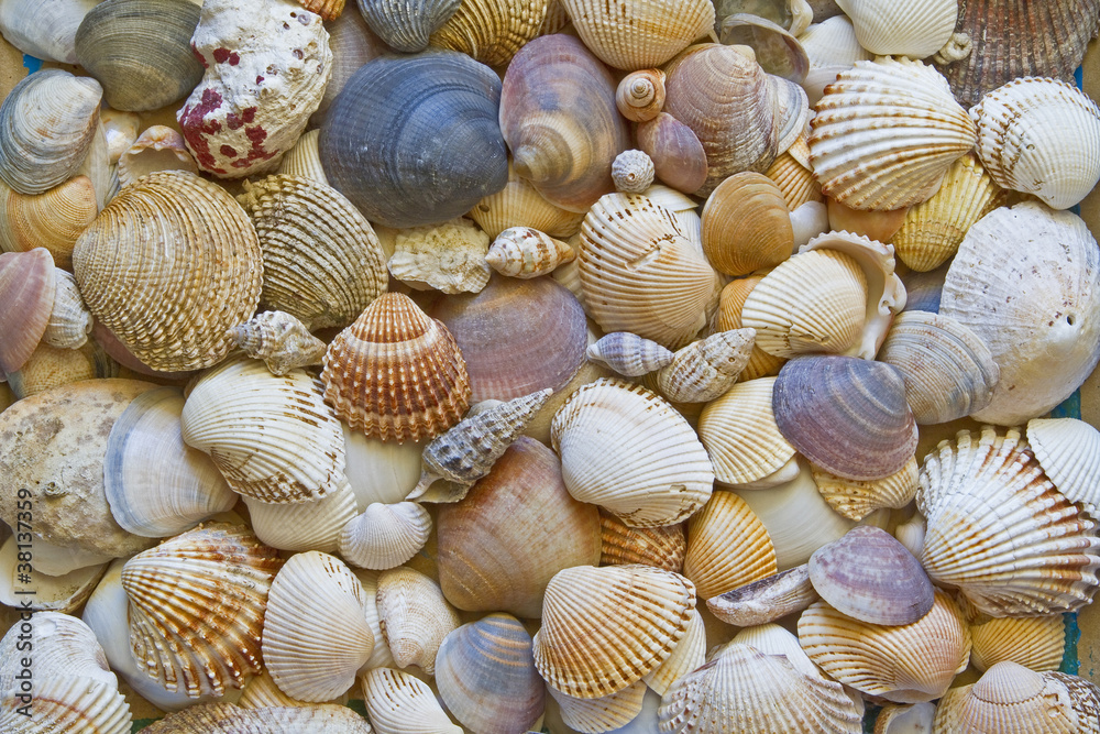 Muschelhintergrund Muschelhintergrund