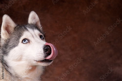 femelle husky qui se l  che les babines