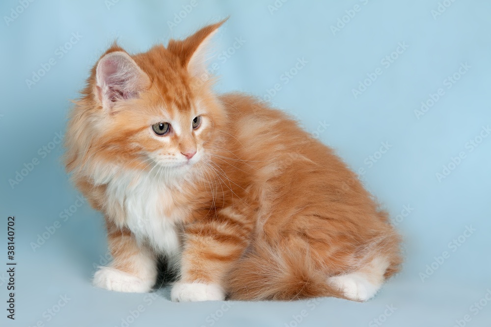 Pet cat Pet cat