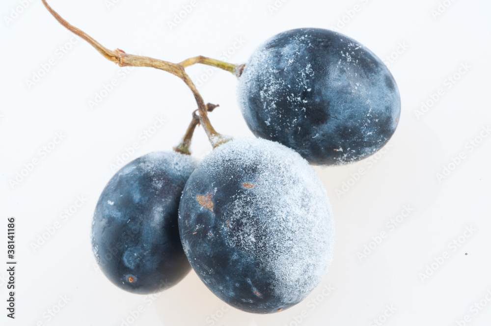 Grapes frozen. Grapes frozen.