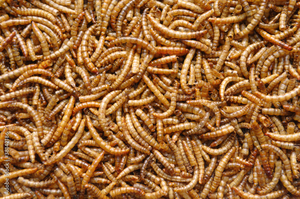 Mealworms or larvae