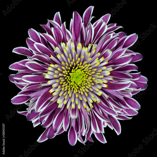 Fototapeta Naklejka Na Ścianę i Meble -  Purple Chrysanthemum Flower Isolated on White