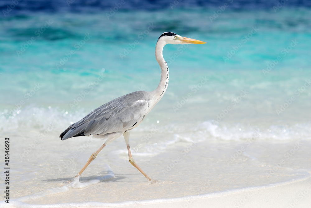 Obraz premium Heron fishing on shore