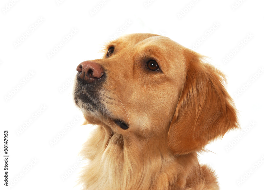 Golden retriever isolated on white