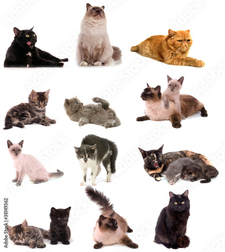 collage chats de différentes races
