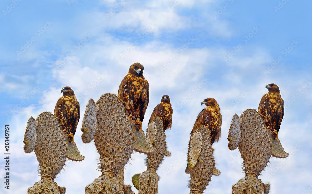 Fototapeta premium Galapagos Hawks na Santa Fe