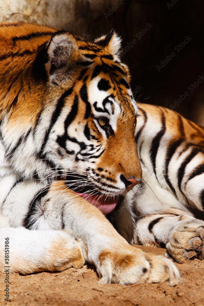 Fototapeta premium Bengal tiger