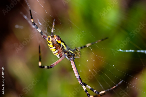 Spider, Argiope bruennichi