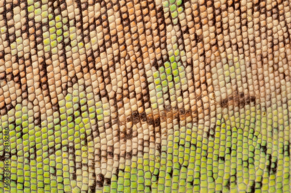 Naklejka premium green iguana skin texture