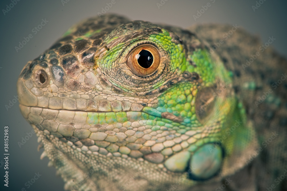 Fototapeta premium green iguana snout