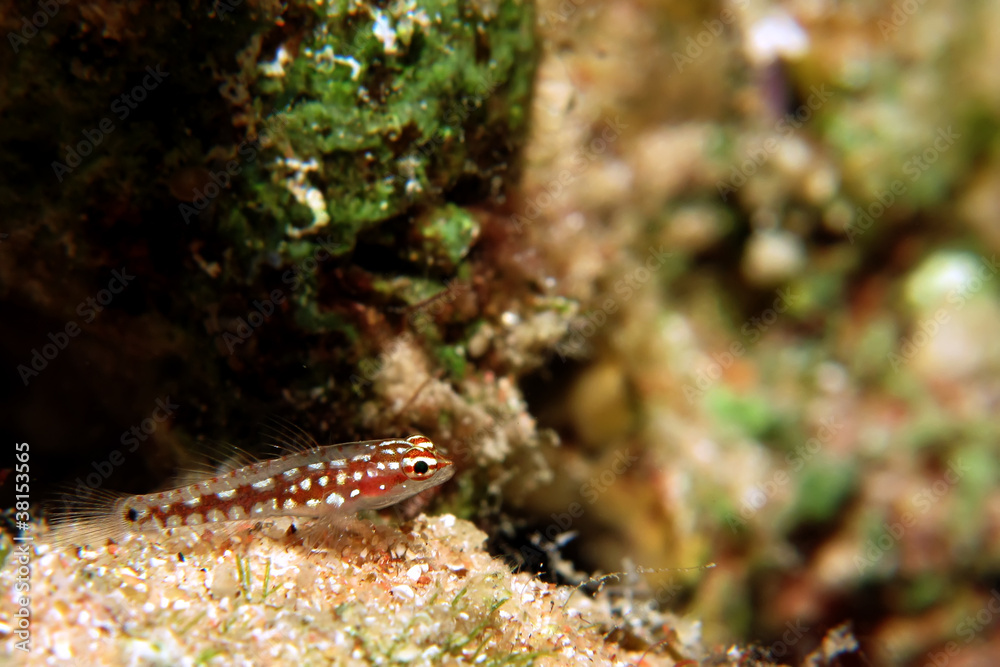Pygmy goby Pygmy goby