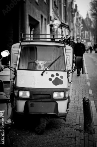 Funny canine driver