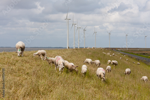 Grazing sheep at a dike with large windturbines in the Netherlan