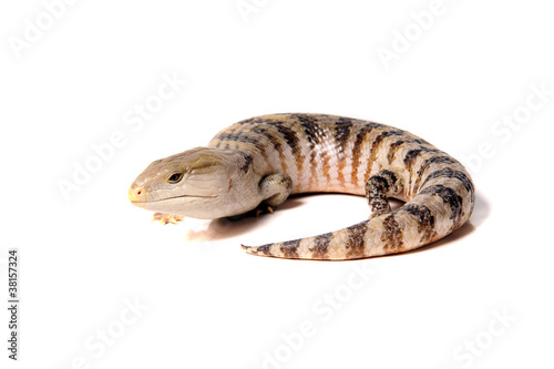 Echse Lizzard Reptil skink blauzungenskink