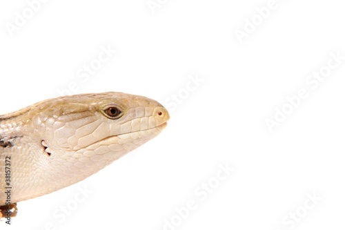 Echse Lizzard Reptil skink blauzungenskink