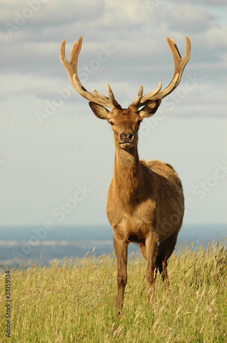 red stag in velvet