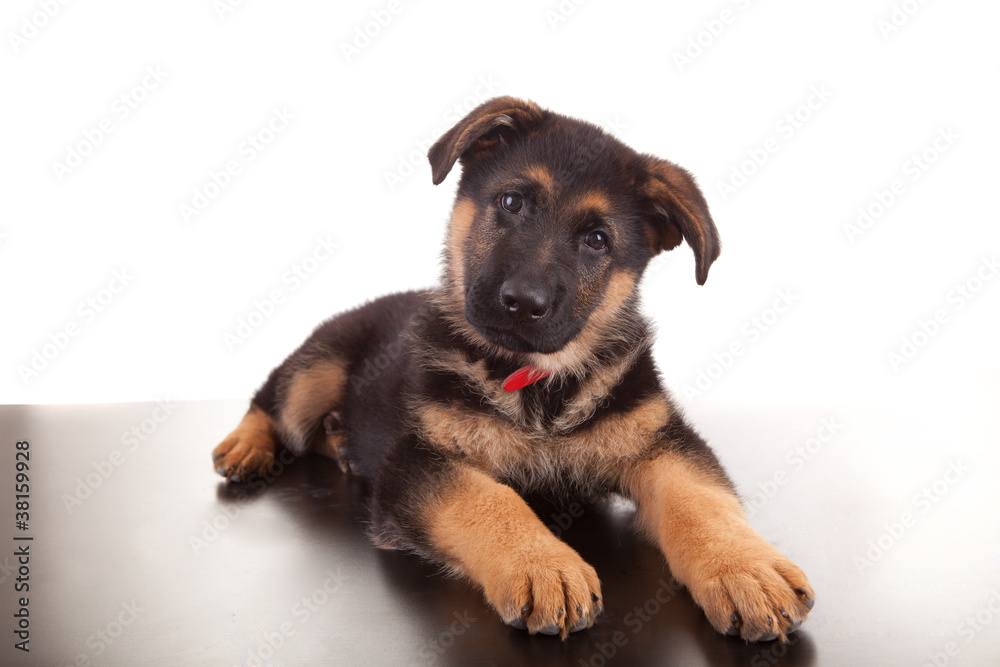 German Shepherd dog