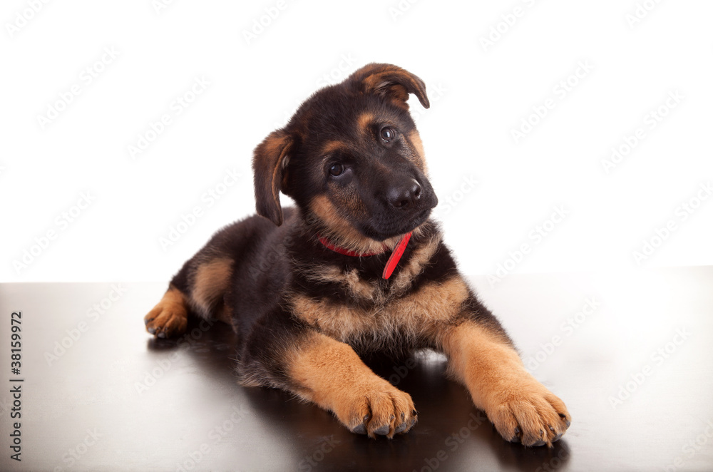 German Shepherd dog