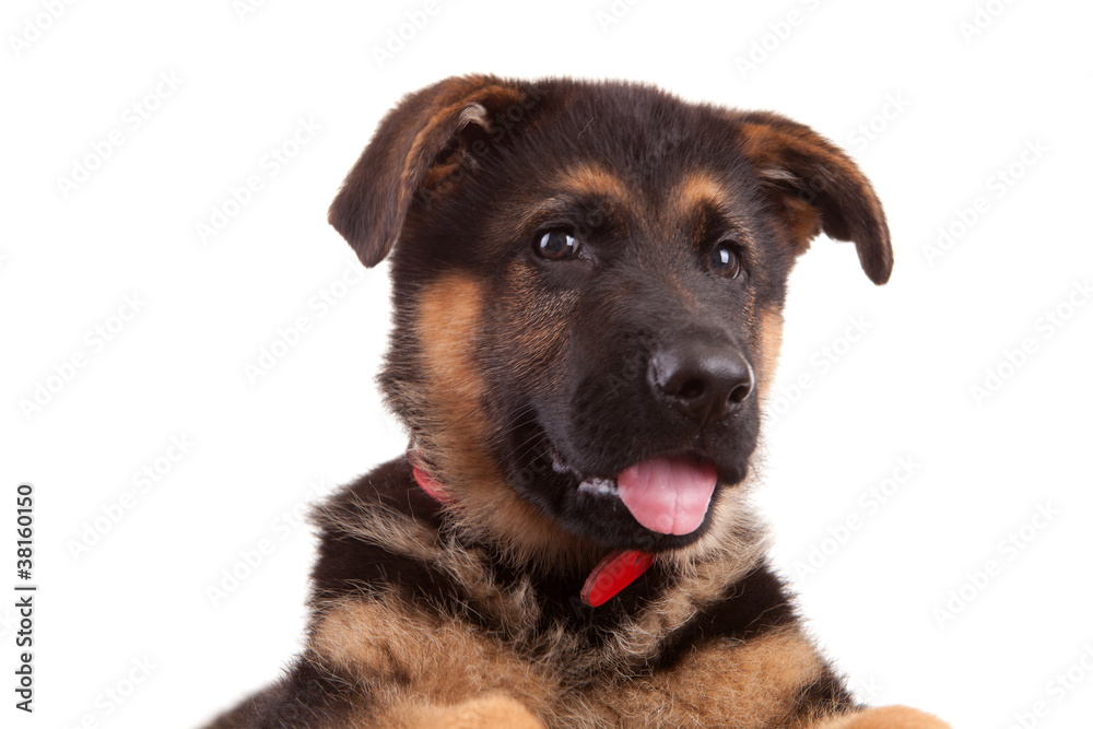 German Shepherd dog