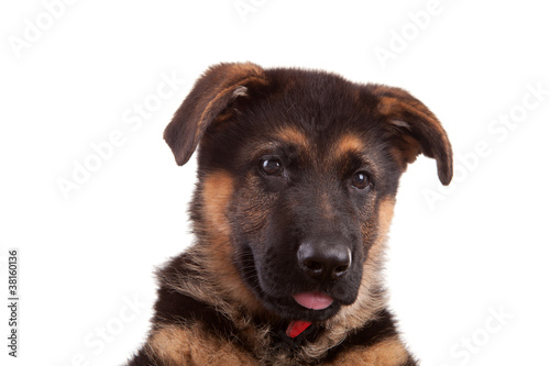 Fototapeta Naklejka Na Ścianę i Meble -  German Shepherd dog