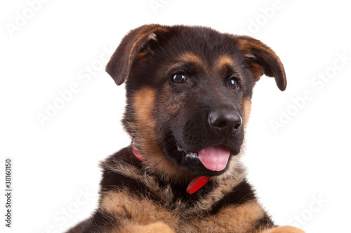 German Shepherd dog