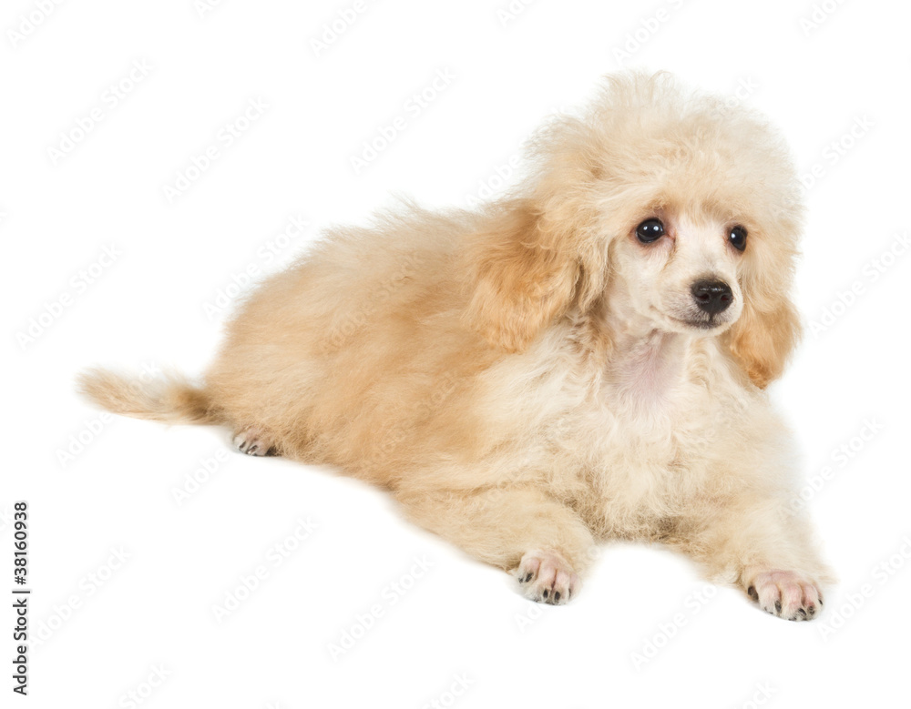 Apricot poodle puppy portrait on a white background Apricot poodle puppy portrait on a white background