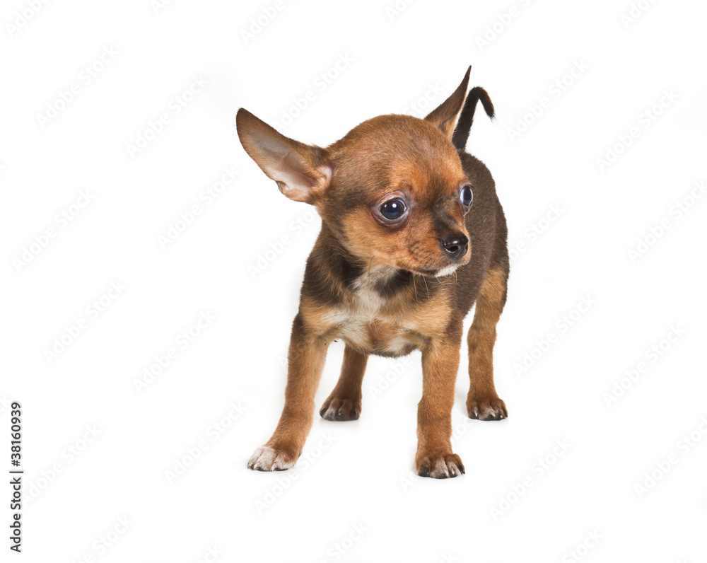 chihuahua puppy (3 months) in front of a white background chihuahua puppy (3 months) in front of a white background