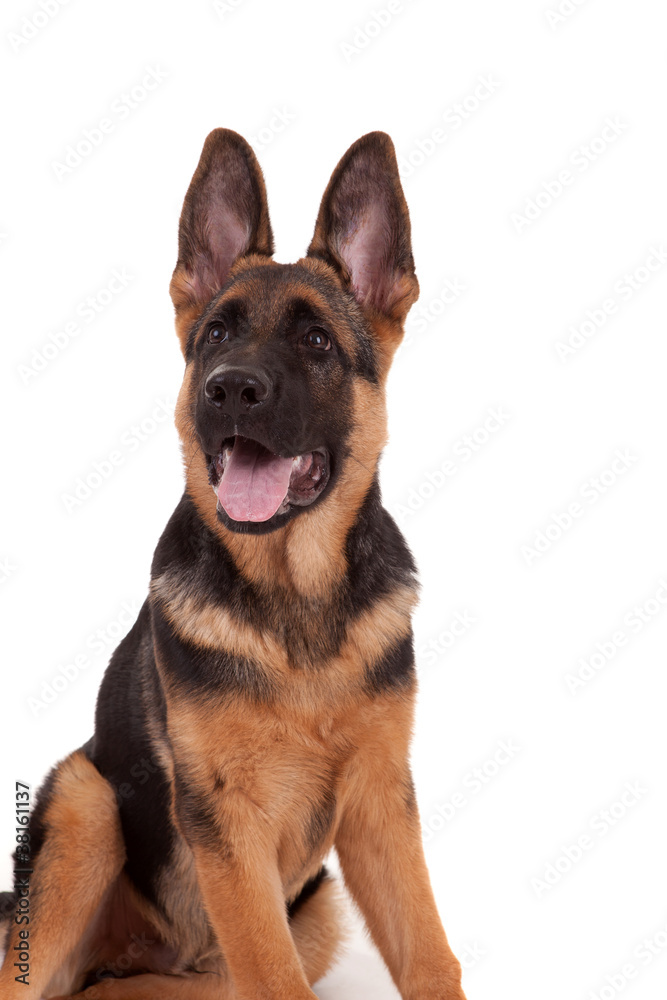 German Shepherd dog