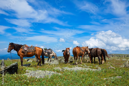 Fototapeta Naklejka Na Ścianę i Meble -  saddled horses
