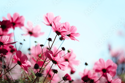 Fototapeta Naklejka Na Ścianę i Meble -  Spring flower