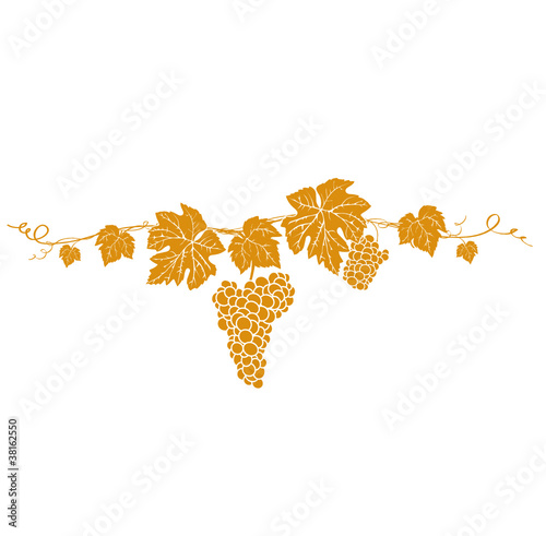 Weinrebe