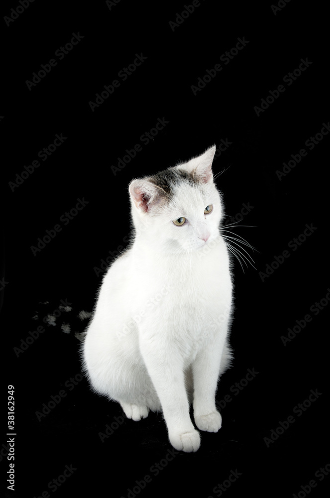 Cat Cat