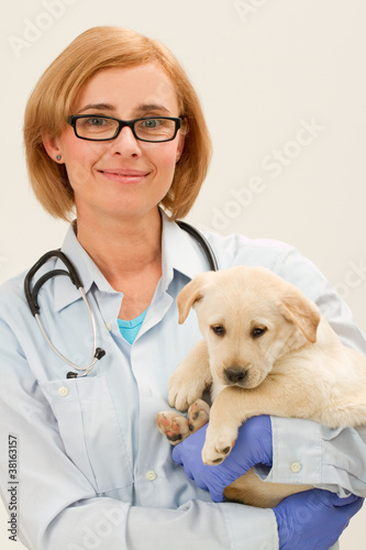 Fototapeta Naklejka Na Ścianę i Meble -  Friendly veterinary and beautiful labrador puppy