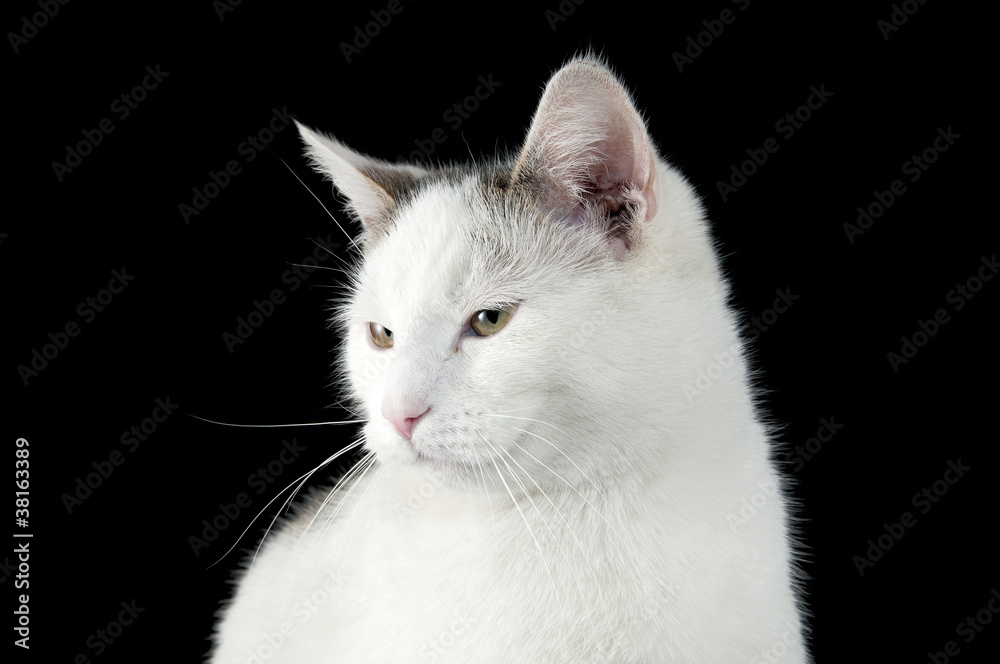 Cat Cat