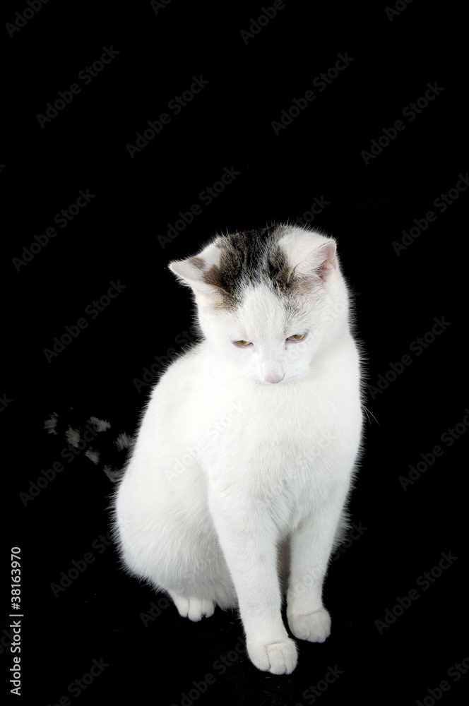 Cat Cat