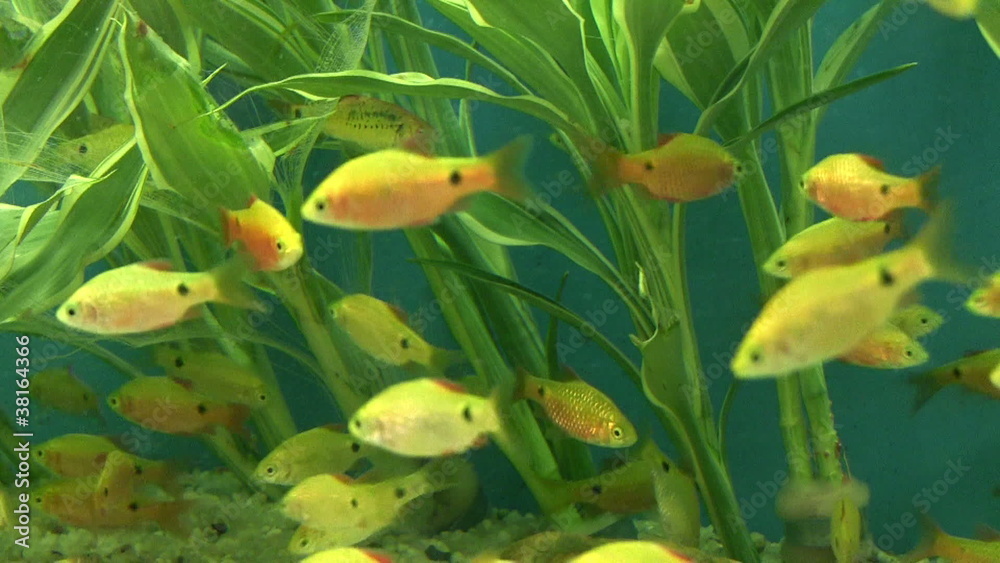 Marine life, tropical Fish on a coral reef. Marine life, tropical Fish on a coral reef.