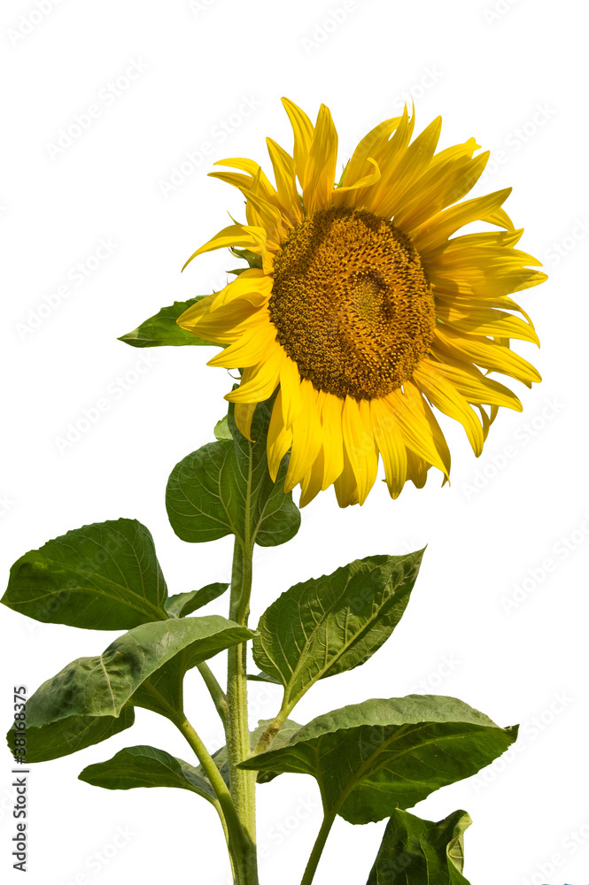 Obraz premium Sunflower isolated on white