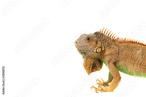 Leguan Gecko Echse Reptil lizzard © morelia1983